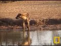 spotted hyena