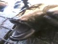 eels