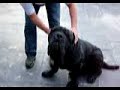 Saroma+Neapolitan Mastiff
