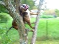 Amstaff climp Trees