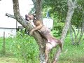 Amstaff climp Trees
