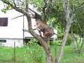 Amstaff climp Trees