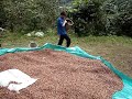 den fındık harmanda