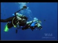 Swimming with Whale Sharks off Belize