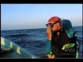 National Geographic Wild Chronicles : Whale Sharks National Geographic Wild Chronicles : Whale Sharks