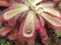 Alice Sundew trapping prey Alice Sundew trapping prey