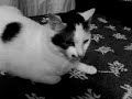 El Gato que me igonora