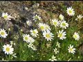 Rascafria