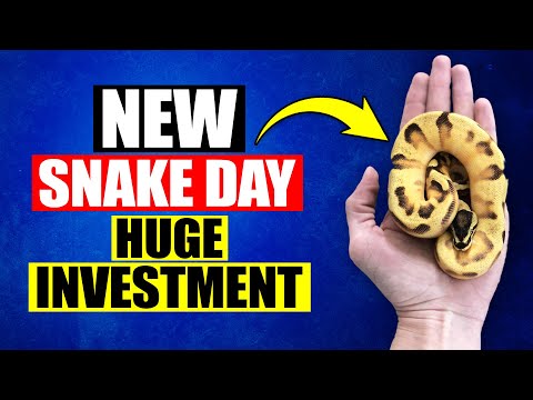 YouTube reptile video