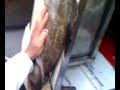 filleting fish from Brixham