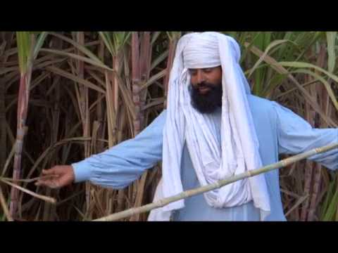 how to fertilize sugar cane