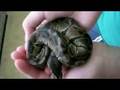 Ball Python!!!