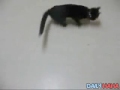 funny cat chases laser pen left, right and center