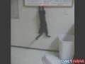 Crack head cat meets Laser pen
