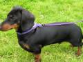 me favourite dogs