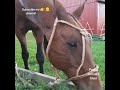 Brown Horse eating grass - Horse breed - Horse - Fun with animals - Pets & animal's lover