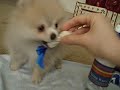 MICRO TEACUP POMERANIAN
