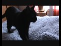 Chats de Rôle : Cats