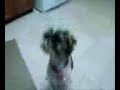 Dog Sneezes on Command Dog Sneezes on Command