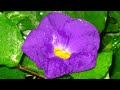 Watch 'All flowers of Rainbow for you my Dear * B-Tribe * Fiesta Fatal *‬‏'