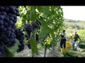 Fattoria Fibbiano - Uliveto, Vigneto, Olio e Vino Fattoria Fibbiano - Uliveto, Vigneto, Olio e Vino