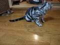 Wii Fitで一緒にエクササイズ~猫(=^・^=) Let's exercise together