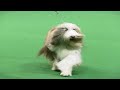 Crufts 1999 Best in Show