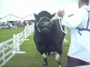 Great yorkshire show 08