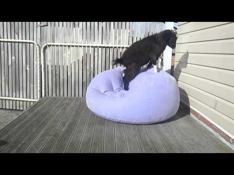 Goat adorably attempts to balance on blow up chair