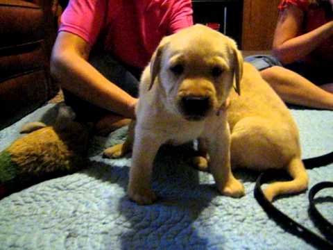 6 week old yellow lab puppies