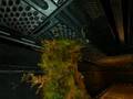 Natural Selection 2