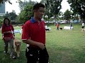 Dog Obedience & Agility Training
