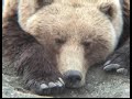 Snoozing brown bear