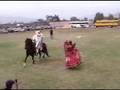 Caballo de Paso