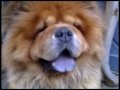 Dante-the-Chubby-Cho