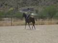 Tedy - '06 Inpassable gelding