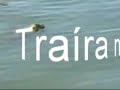 Pesca Traira