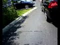 snake on the road porky the snake