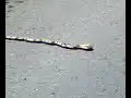 snake on the road porky the snake