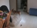 Cat in the Box