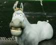 Horse mouth test