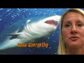 Hammerhead sharks
