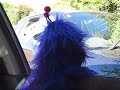 The Fast and the Furriest. Puppet Drag Racing Puppet Driving