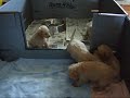 4 week old Schnoodles