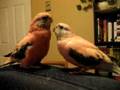 Perruche de Bourke fait une dance nuptiale