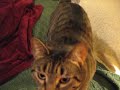 Kitty Stretches against me