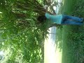 im gangstuhh at climbing trees