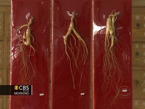 how to harvest american ginseng