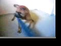 OSCAR THE WHIRLING DERVISH