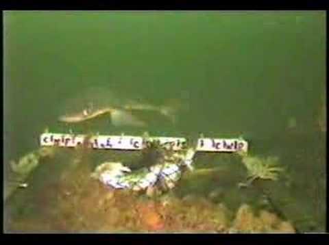 Dogfish Attacks